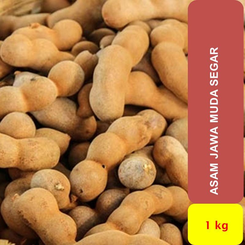 Asam Jawa Muda Segar 1 kg