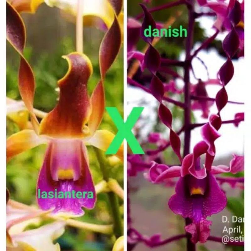anggrek dendrobium remaja up dewasa silangan lasiantera x danish