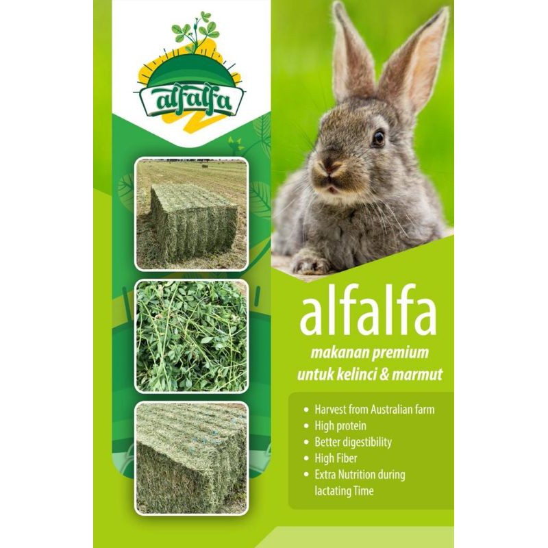 alfalfa