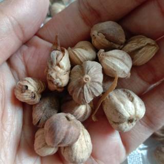  Kapulaga  jawa kapol cardamom 50gr jsr rempah 