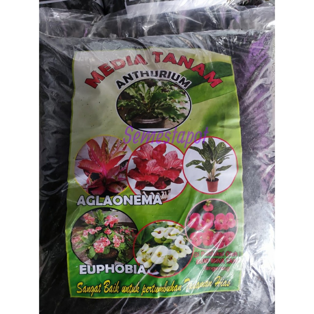 Media Tanam Aglonema KARUNG Bumi Mina Tani