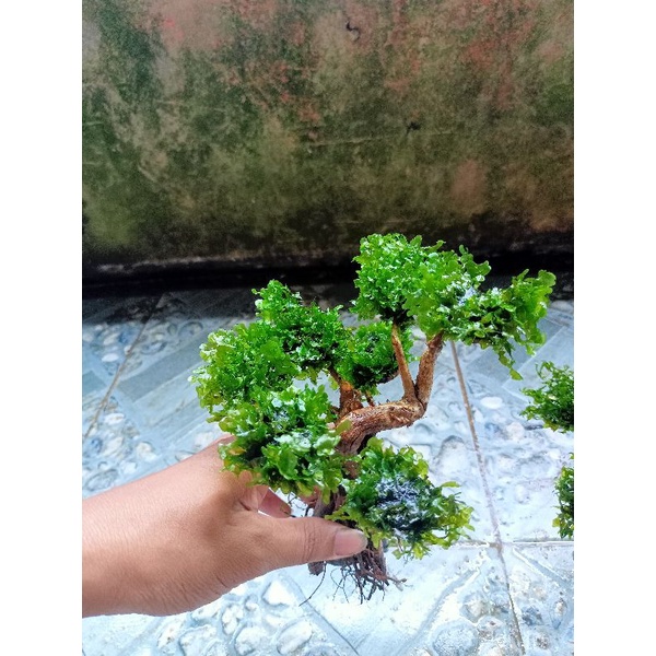 bonsai aquascape+moss