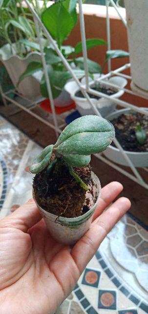 Seedling Vanda