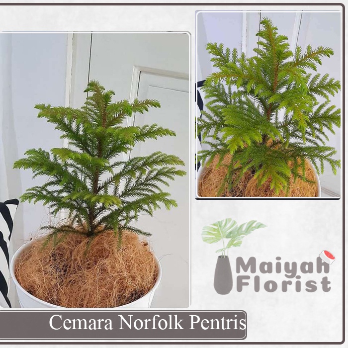 Cemara Pentris - Cemara Norfolk - Tanaman Hias - Kualitas Unggul