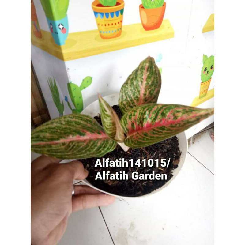 Tanaman Hias Aglonema Mutiara-Aglonema Mutiara-aglonema mutiara promo mutiara merah PROMO