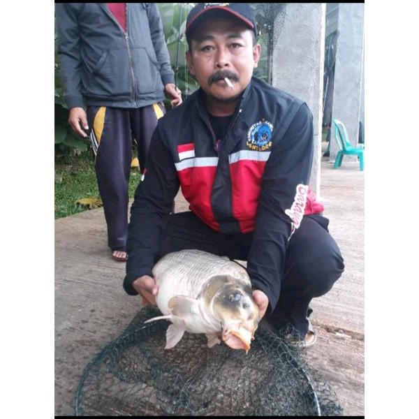 essen geranium biang murni  foodgrade essen atsiri