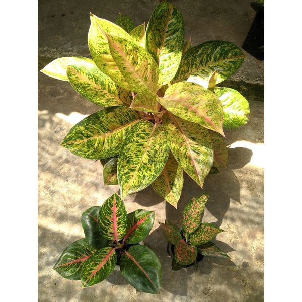 paket aglonema bigroy rumpun,big papa,Ruby garuda