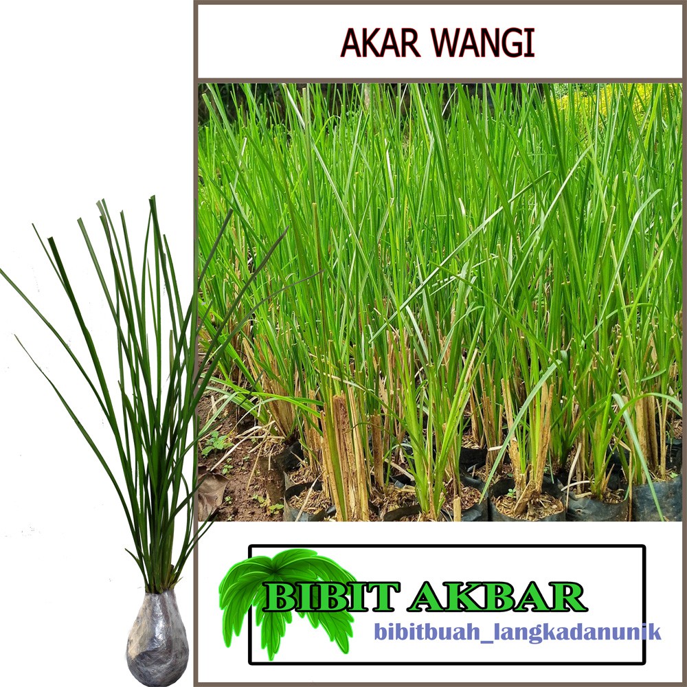 Bibit Tanaman Akar Wangi