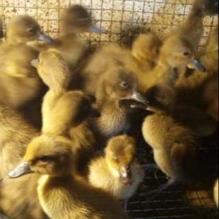 Bibit Bebek Hibrida Dod Bebek Hibrida Anak Bebek Hibrida Shopee Indonesia