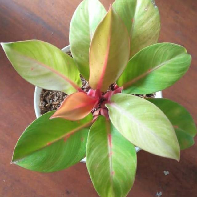 Tanaman Hias Philodendron Orange Juice Cantik Shopee Indonesia