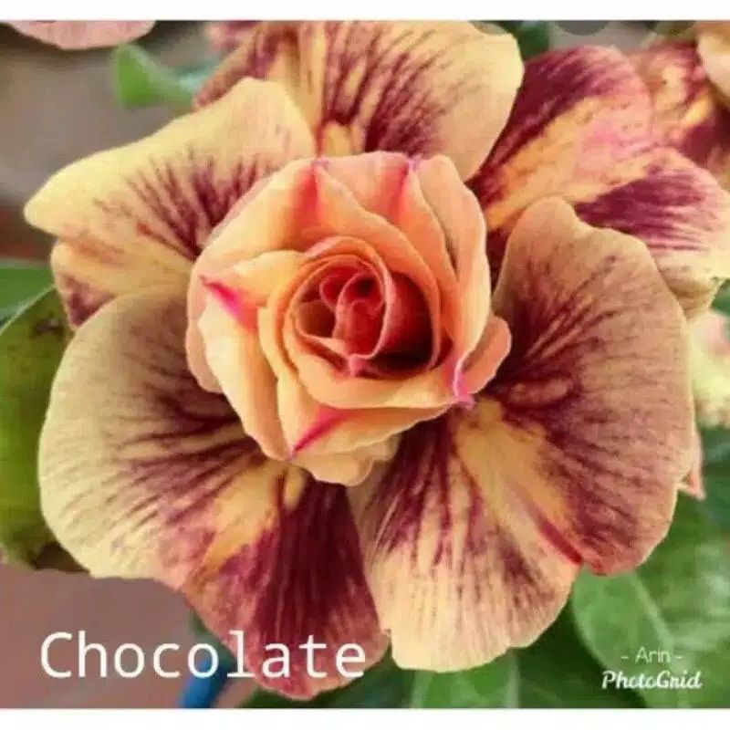

adenium hasil grafting bunga tumpuk 'chocolate' bibit