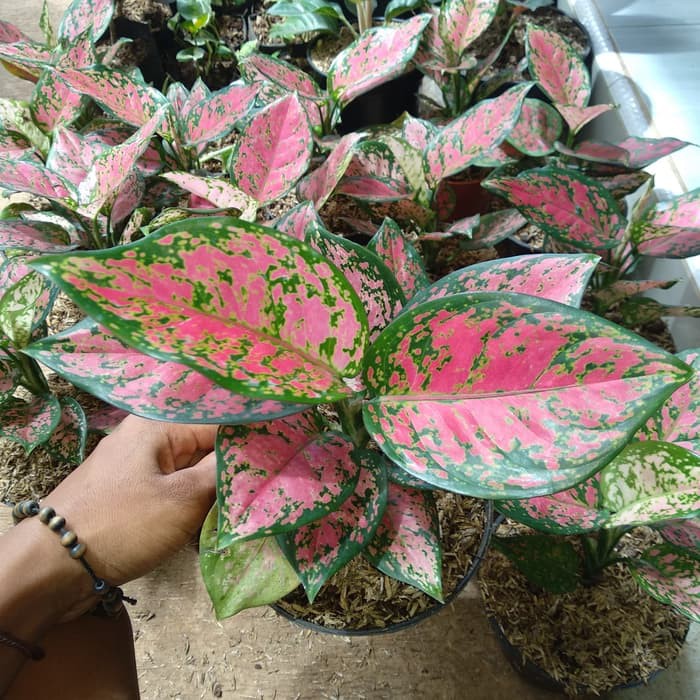 tanaman hias aglonema dud anjamani - dut anjamani - Red anjamani