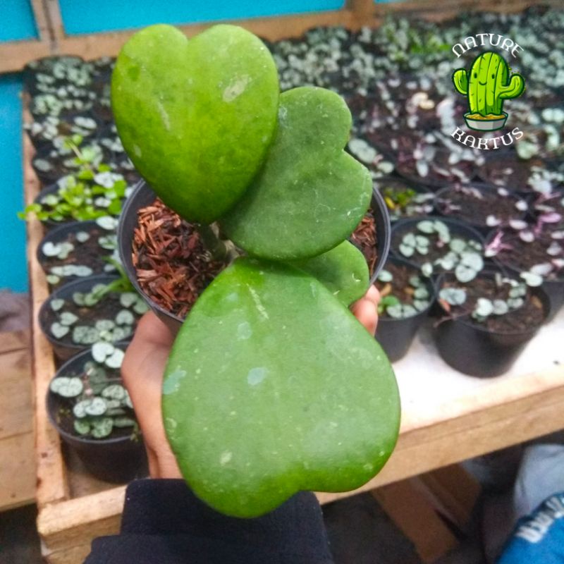 Kaktus-Sukulen Love hoya cluster