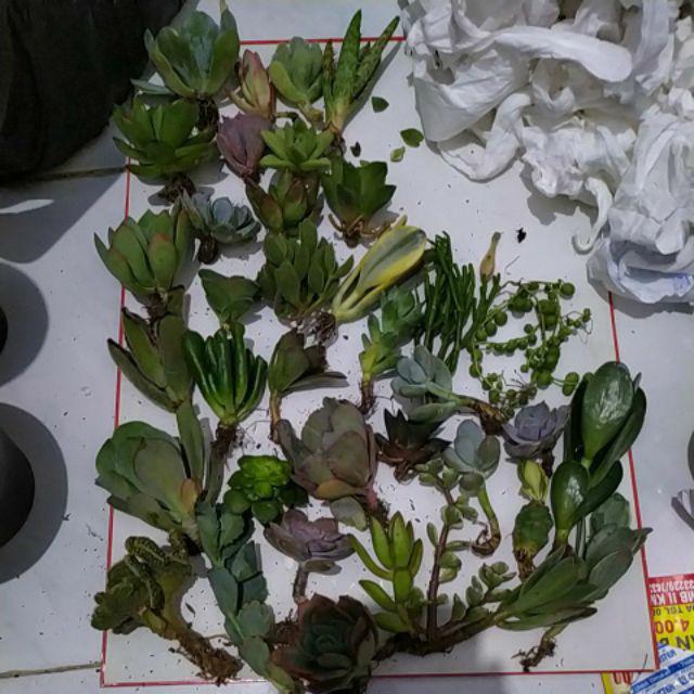 Sukulen Murah Dan Hemat Dengan Berbagai Macam Variant Sudah Termasuk Pot 10cm