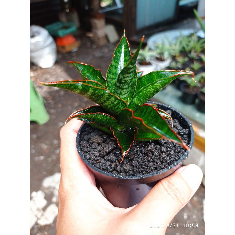 Tanaman hias pembersih udara mini sansevieria / sansivera hybrid gombloh uk pot 8cm