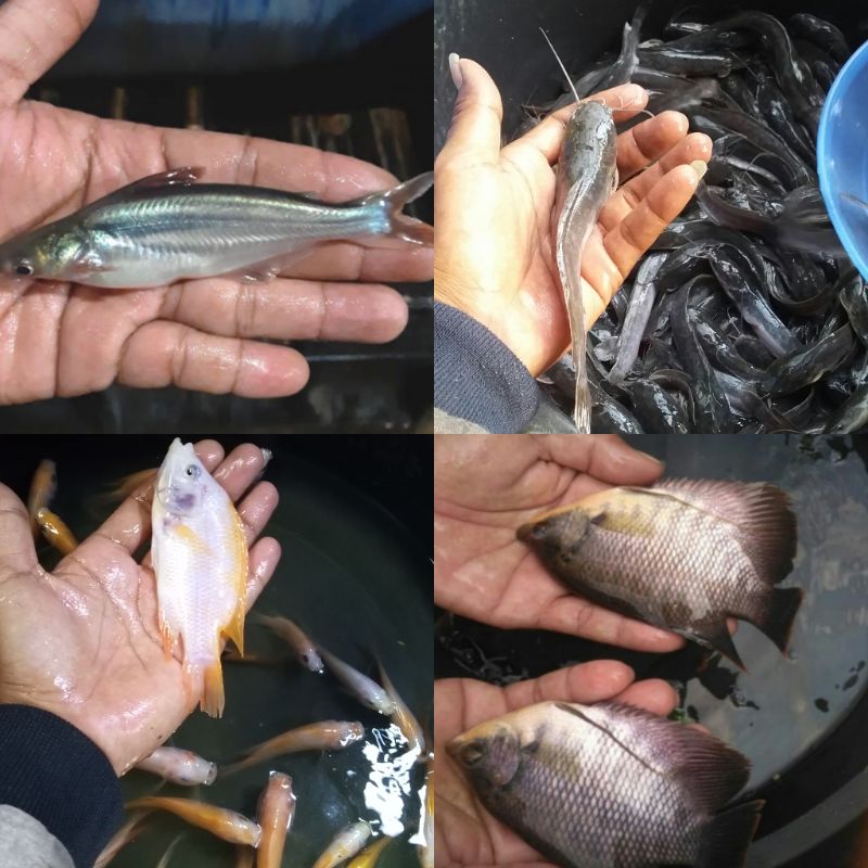 Paket BIBIT Lele 15 ~ 17 cm + Pakan + Vitamin