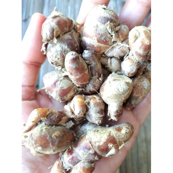

KENCUR GRADE A,besar mantab 500g