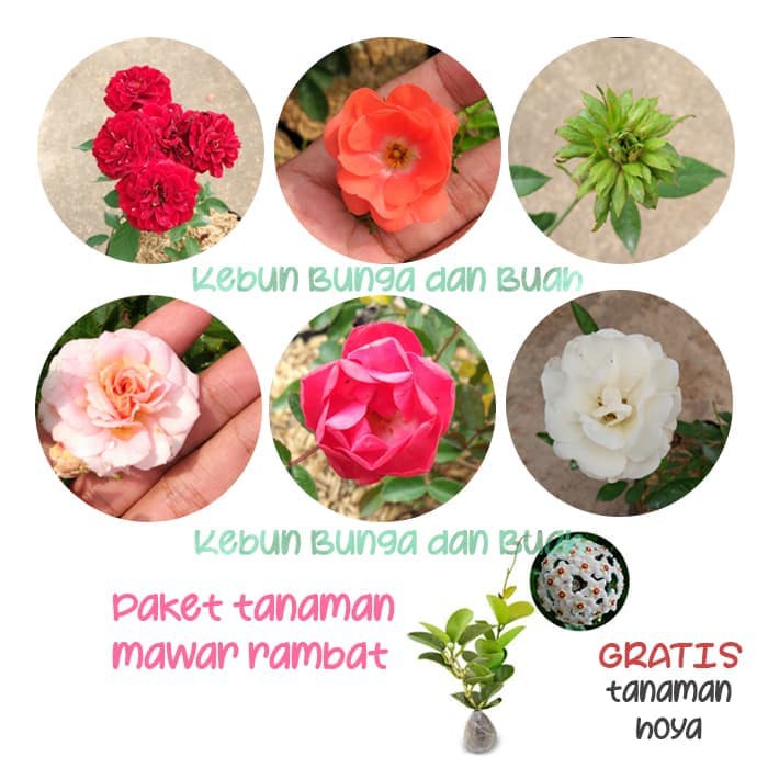 JJ Paket Mawar Rambat