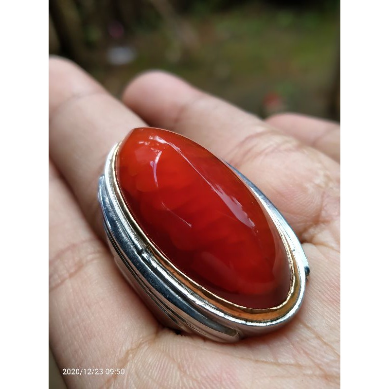 PANDAN MERAH SISIK BETOK