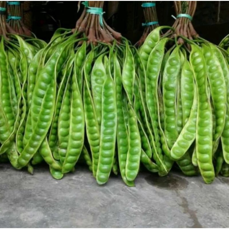 

PETE /Pettay || HARGA PER PAPAN/ LONJOR