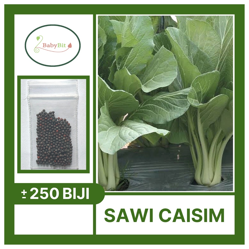 Benih Sawi Caisim Sawi Hijau Manis SHINTA