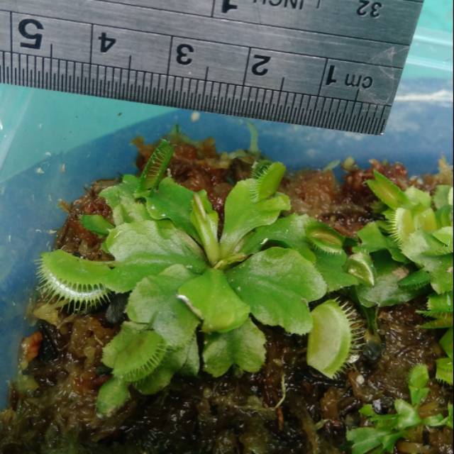 dionaea ( Venus flytrap ) 4,5 - 5,5 cm