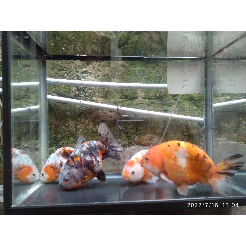

Ikan MasKoki Ranchu