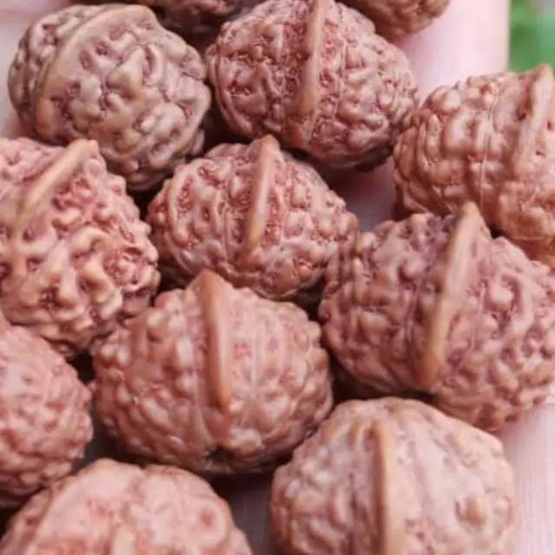 liontin rudraksha ganesha