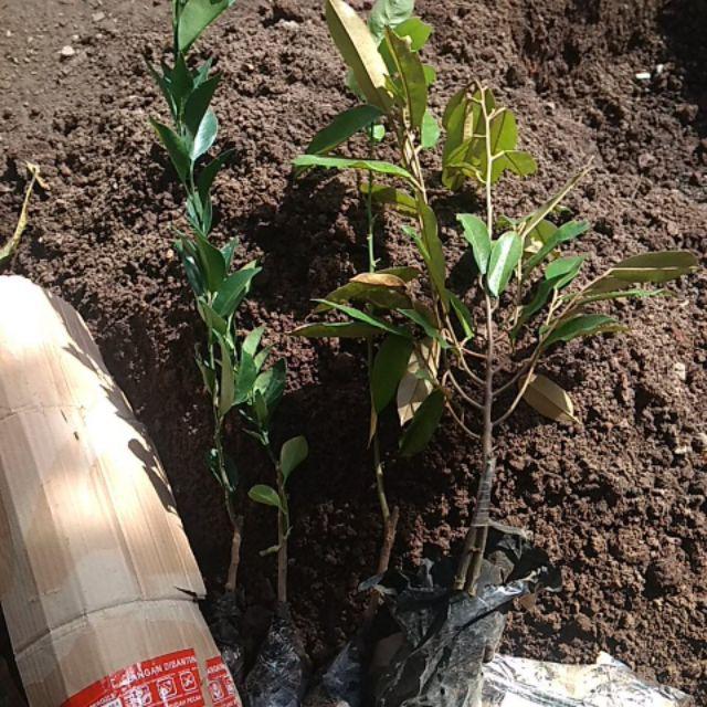 Bibit Durian Musangking Kaki Tiga