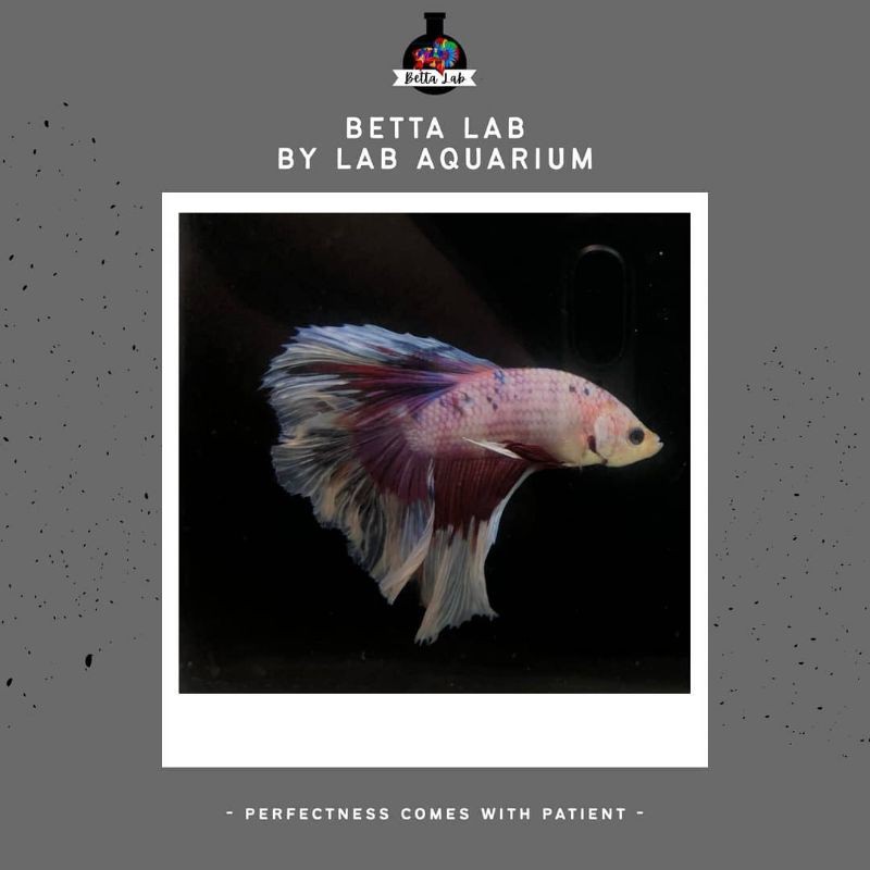 ikan cupang Giant halfmoon rosetail male