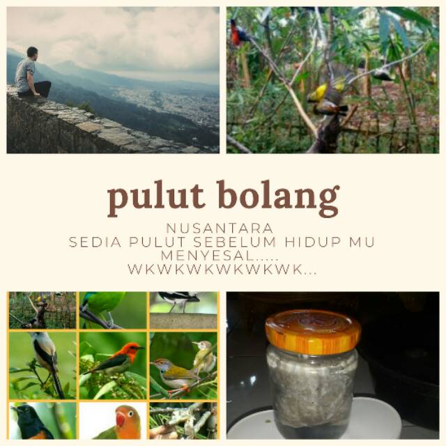 

Pulut getah