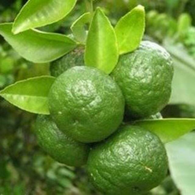 Pohon Jeruk Limau Limo / Bibit Jeruk Limo / Tanaman Jeruk Limo