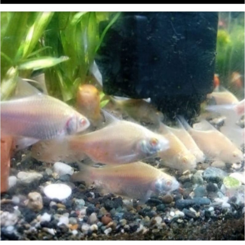 ikan hias kaviar albino