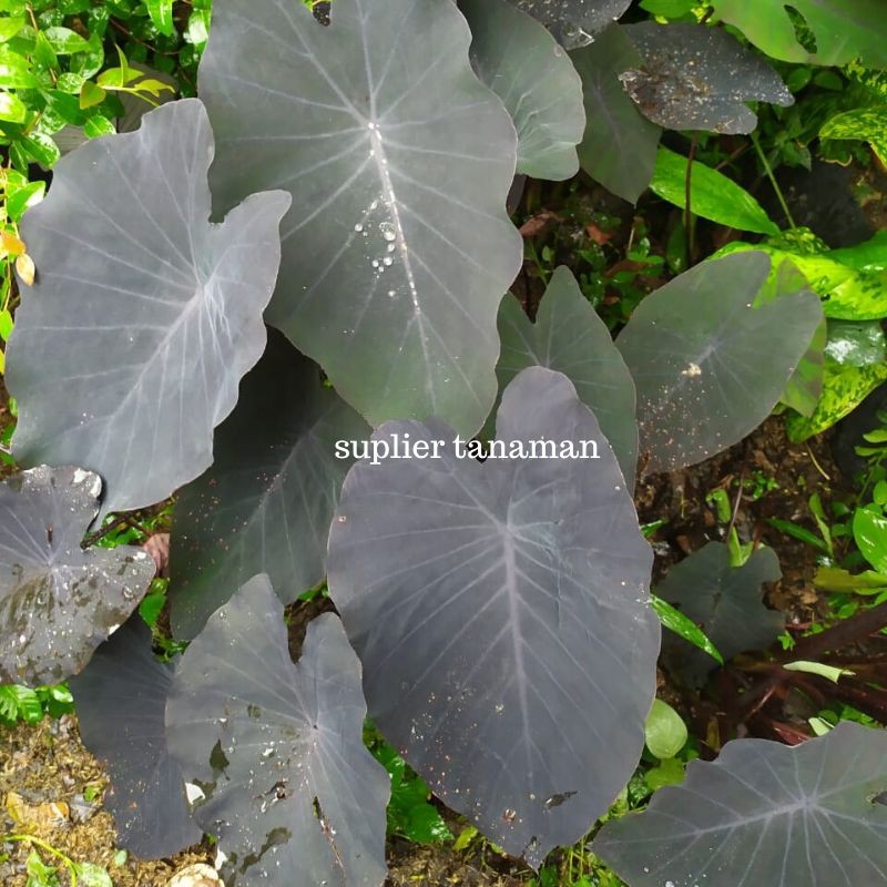 Tanaman Hias Black Taro Keladi Black Magic Shopee Indonesia