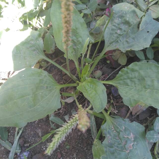 

Daun sendokan/ki urat 250grm