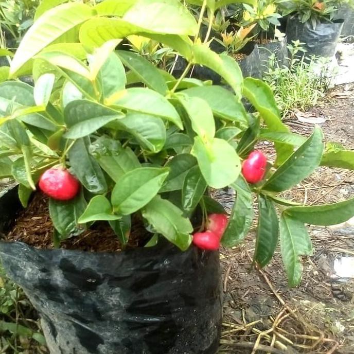 Bibit Jambu Air Merah / Pohon Jambu Kancing Merah Vc3R