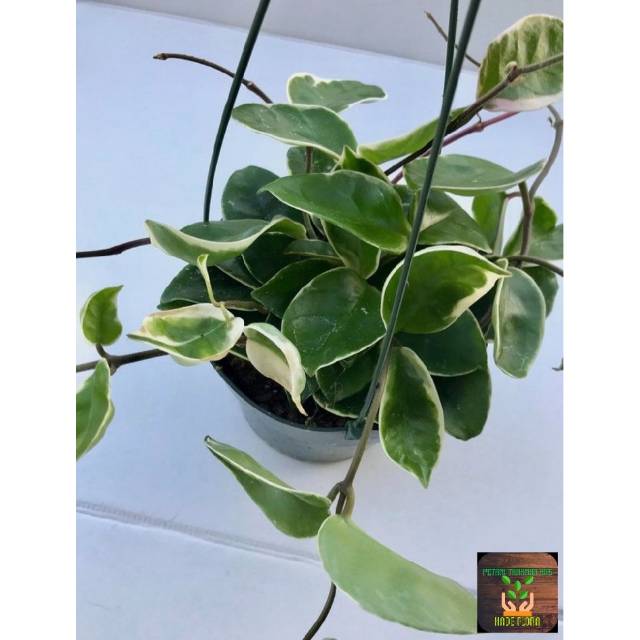 Tanaman hias hoya carnosa variegata