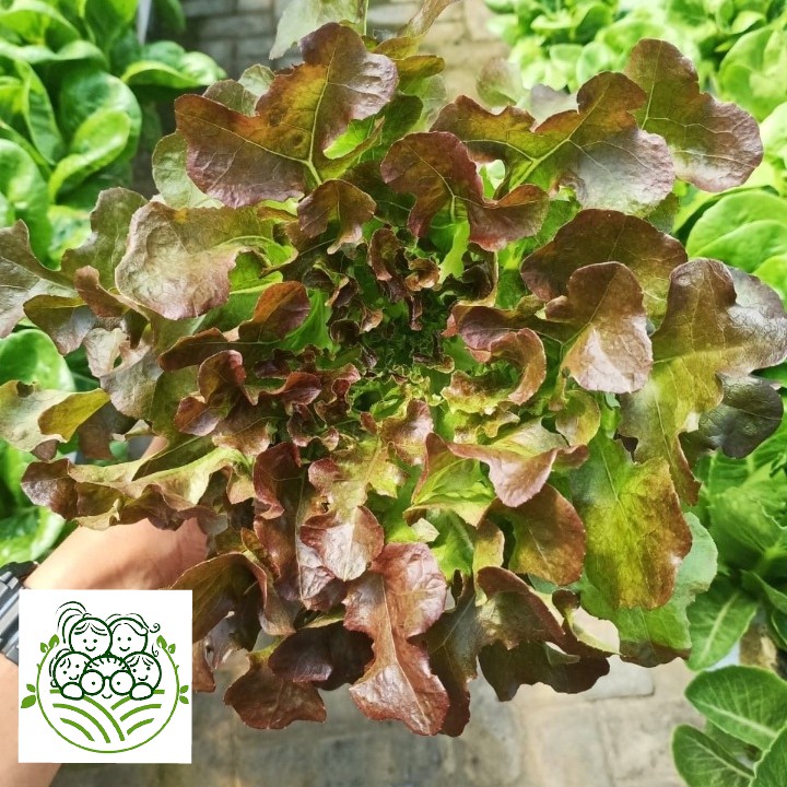 

Sayur Organik Surabaya - Red Oak 200 Gram