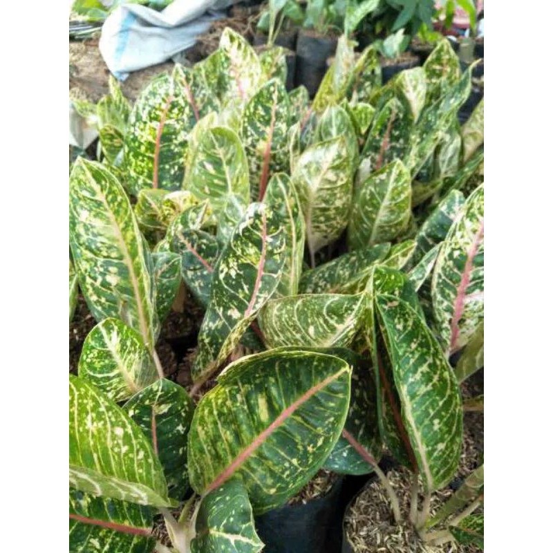 Tanaman Hias Donacarmen Besar/Dewasa/Tanaman Indoor/Outdoor