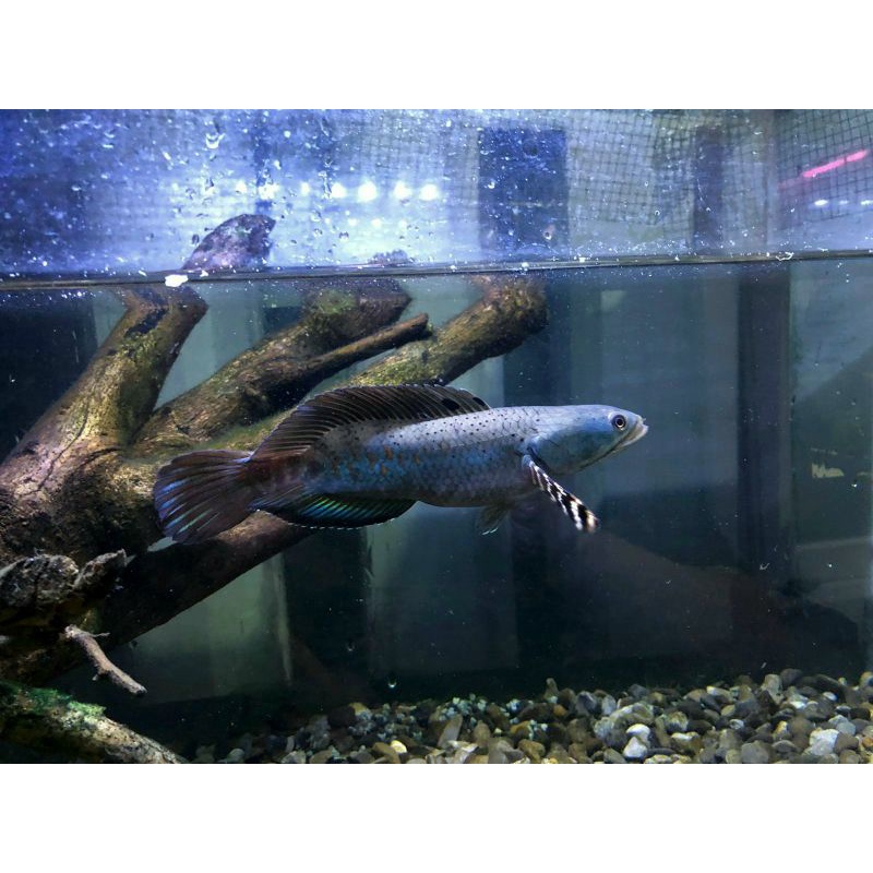 channa pulchra sb size 17-18cm