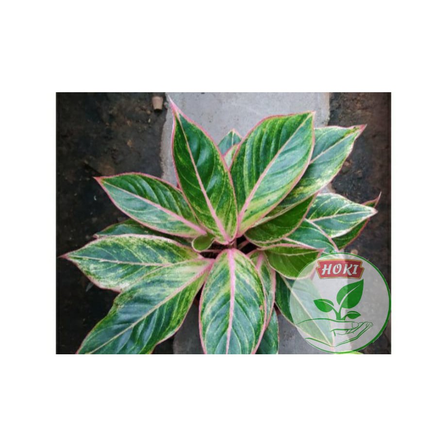 aglonema lipstik klasik/ lotus KW rumpun