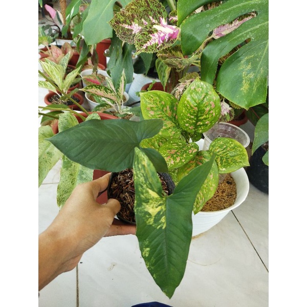 Syngonium kuning , syngonium yellow varigata , syngonim aurea realpic