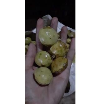 

NEW PRODUCT 8027 jengkol muda / lalap / sayuran 250g ㆅ