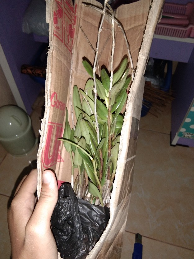 Angrek Dendrodium/merpati Remaja Siap Berbunga