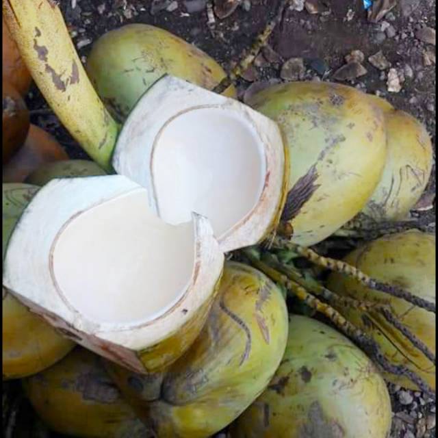 

Kelapa muda murah