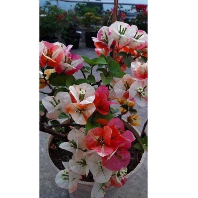 Tanaman hias bougenville jenis citra india Tanaman hidup-bunga hidup-bunga hias hidup-tanaman hias h