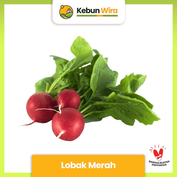

Lobak Merah | Red Radish