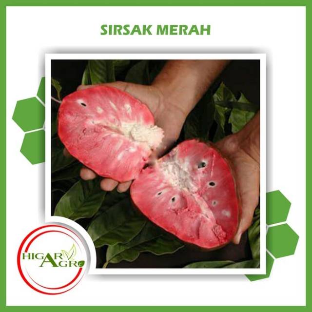 Bibit sirsak merah
