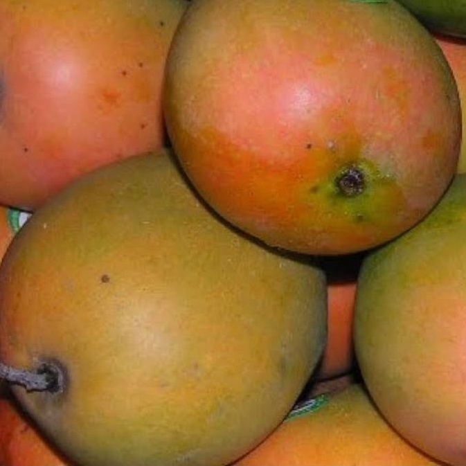 MANGGA GEDONG GINCU SUPER / MANIS / BUAH SEGAR DAN FRESH / ( 1 Kg )