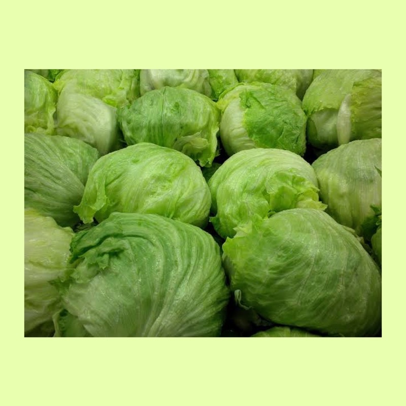 

Head lettuce / sayuran selada / lettuce head